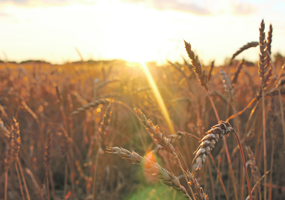 While El Nino/La Nina can affect where pressure highs and lows are and how long they stay in place, I’m undecided about whether at this early point, we can make a prediction how the change will affect crop yields. | File photo