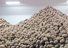 Manitoba growers harvested 29.76 million hundredweight of potatoes in 2023, while 1.780 million cwt. were produced in Saskatchewan.  |  File photo