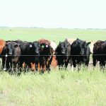 The author argues that subtle shifts in definitions, and overlooking key facts, can allow significant emitters of greenhouse gases, such as the meat and dairy industries, to be presented as “climate neutral.” | File photo