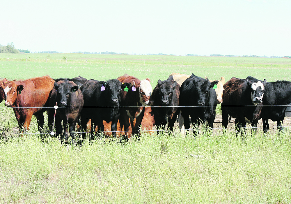 The author argues that subtle shifts in definitions, and overlooking key facts, can allow significant emitters of greenhouse gases, such as the meat and dairy industries, to be presented as “climate neutral.”  |  File photo