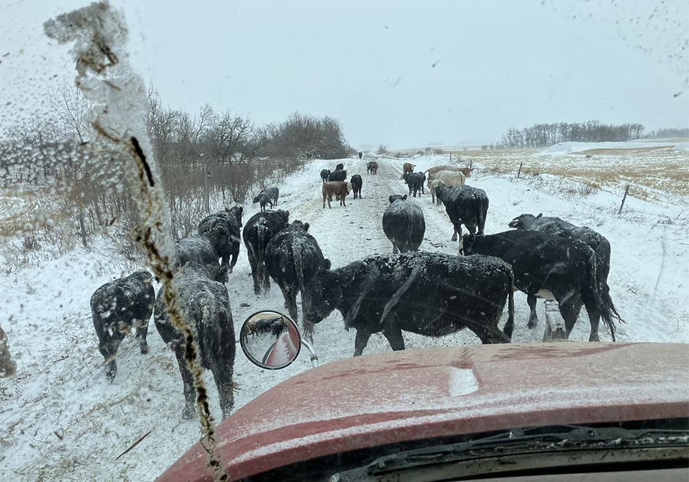It was refreshing to see a presentation called Bucking the Trend at the recent Manitoba Ag Days in Brandon. The presenter was Duane Thompson of Tee Two Land & Cattle Company from Kelliher, Sask. | Screencap via twitter.com/@teetwodmt_duane