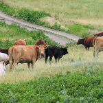 Agriculture minister David Marit told the Saskatchewan Beef Industry Conference last week that grazing rates on crown land would be frozen at 2022 levels and producers who have to reduce stocking rates on leased crown land will be eligible for reduced rent. | File photo