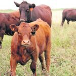 Last year’s bovine tuberculosis case in Saskatchewan prompted the latest debate over the federal government’s cleaning and disinfection policy. | File photo