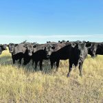 Alberta’s Moisture Deficiency Insurance program is supported through AgriRecovery, which prairie provinces have used twice in three years. | File photo