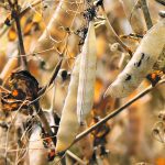 An official with a large farmer co-operative from France is spending three months in Canada trying to form short-term partnerships aimed at importing knowledge, technologies and new pea varieties from this country. | File photo