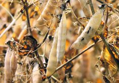 An official with a large farmer co-operative from France is spending three months in Canada trying to form short-term partnerships aimed at importing knowledge, technologies and new pea varieties from this country.  |  File photo