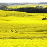 In October, the final Manitoba Agriculture crop report for 2023 pegged the provincial canola average at 42 bushels per acre, but much higher yields have been reported from some parts of the province. | File photo