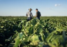 A newly-released report examining companies working in the plant-based protein industry revealed that there are some significant hurdles to overcome for those plants to be successful. | Screencap via smartprosperity.ca