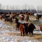 Travis Hickey, founder of Cattlenomics in Colorado, told the Saskatchewan Beef Industry Conference that there aren’t enough cows to support the feeding and packing capacity in the United States. | File photo