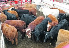 Beef production is forecast to be down three percent this year, in the wake of 2023’s five percent reduction.  |  File photo