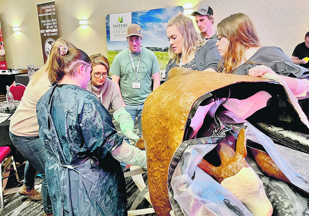Producers get hands-on experience managing unexpected calving problems without the stakes of live animals during the Manitoba Beef and Forage Production Conference in Brandon late last year.  |  Alexis Stockford photo