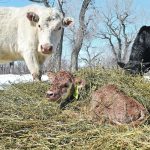 A recent study has once again demonstrated the importance of making sure calves receive adequate colostrum at birth. | File photo