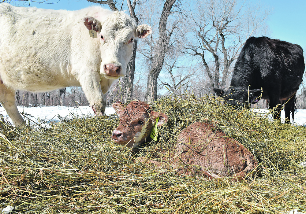 A recent study has once again demonstrated the importance of making sure calves receive adequate colostrum at birth.  |  File photo
