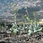 A meteorologist says parts of the Prairies will likely be dry again this year but probably not as bad as the previous year. | File photo