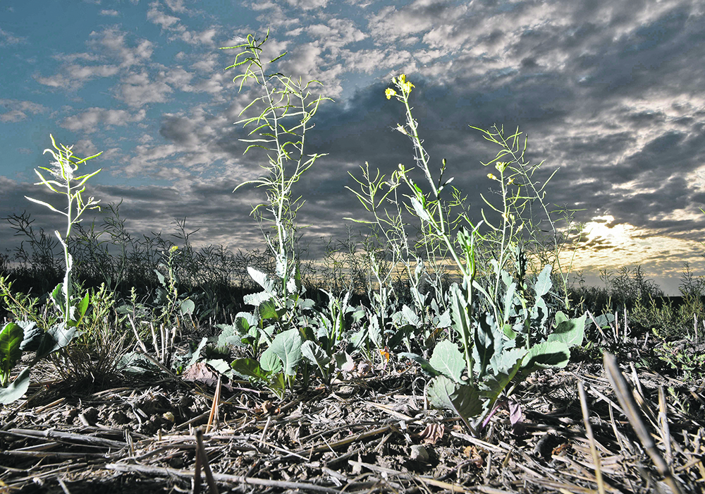 A meteorologist says parts of the Prairies will likely be dry again this year but probably not as bad as the previous year.  |  File photo