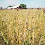 Red Fife became a popular wheat variety in Western Canada almost as soon as settlers began farming the region in the late 1800s. | File photo