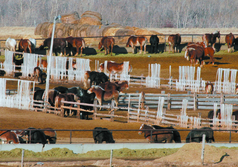 Private members Bill C-355 has been working its way through Parliament since introduction in September 2023. It would prohibit export of horses for the purposes of slaughter and carry fines of up to $250,000 or two years in prison for violators. | File photo