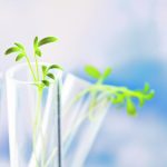 Industry officials think there is a chance that the rules for “novel” trait and innovative research development could be finished this year. | File photo