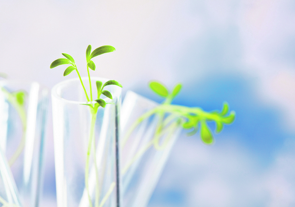 Industry officials think there is a chance that the rules for “novel” trait and innovative research development could be finished this year.  |  File photo