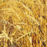 Argentina and China agreed on a phytosanitary protocol in October 2023 paving the way for Argentinian wheat to be imported by the Asian giant. That was followed by a January 2024 announcement that China added several Argentine companies to its list of approved exporters. | File photo