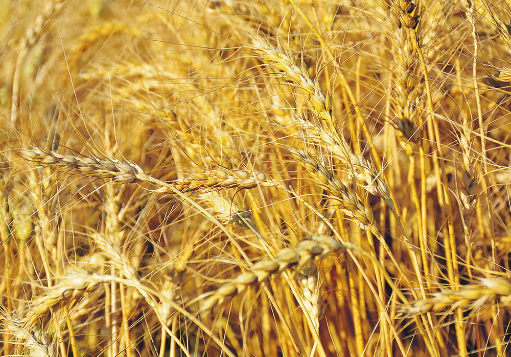Argentina and China agreed on a phytosanitary protocol in October 2023 paving the way for Argentinian wheat to be imported by the Asian giant. That was followed by a January 2024 announcement that China added several Argentine companies to its list of approved exporters. | File photo