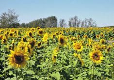 The Saskatchewan Sunflower Committee is working with researchers in North Dakota to develop new varieties that may help growers regain traction.  |  File photo