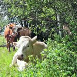 All cattle and calves in the United States totalled 87.2 million head at the start of 2024, down two percent from a year earlier. | File photo
