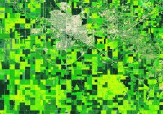 The Operational Land Imager (OLI) camera on Landsat 8 acquired this detailed view of canola in bloom near Regina, July 23, 2019.  |  Photo sourced from NASA’s Landsat image gallery