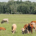 Producers who use a late gain system say a 30-day breeding window is a good tool for selecting seed stock, rather than subsidizing heifers that likely won’t make it as breeding animals. | File photo