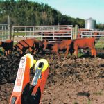 The Canadian Cattle Identification Agency plans an educational campaign on how to keep more tags in more ears. | File photo