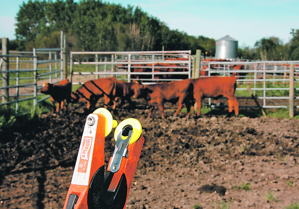 The Canadian Cattle Identification Agency plans an educational campaign on how to keep more tags in more ears.  |  File photo