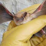 A bat