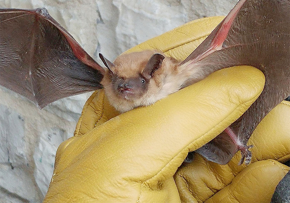 Rabies remains a rare but continued threat in Canada The Western Producer