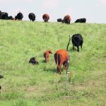 The Beef Cattle Research Council is supporting 13 technology transfer programs that experiment with new ways to engage with producers. | File photo