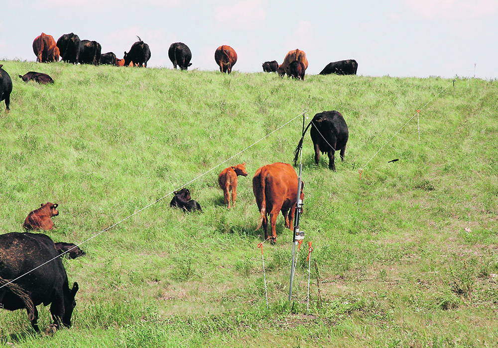 The Beef Cattle Research Council is supporting 13 technology transfer programs that experiment with new ways to engage with producers.  |  File photo