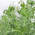 The head of Protein Industries Canada expects that Louis Dreyfus’s proposed pea plant in Saskatchewan will be followed by new announcements this year. | File photo