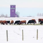 Last year was a tough one for many prairie cattle producers as drought took its toll, but 2024 threatens to be tougher if conditions don’t change. | Mike Sturk photo