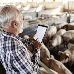 Recently, at the Manitoba Swine Seminar, an industry leader was worrying about what happens when the most important person in the barn is replaced by cameras, software and computer analysis. | Getty Images