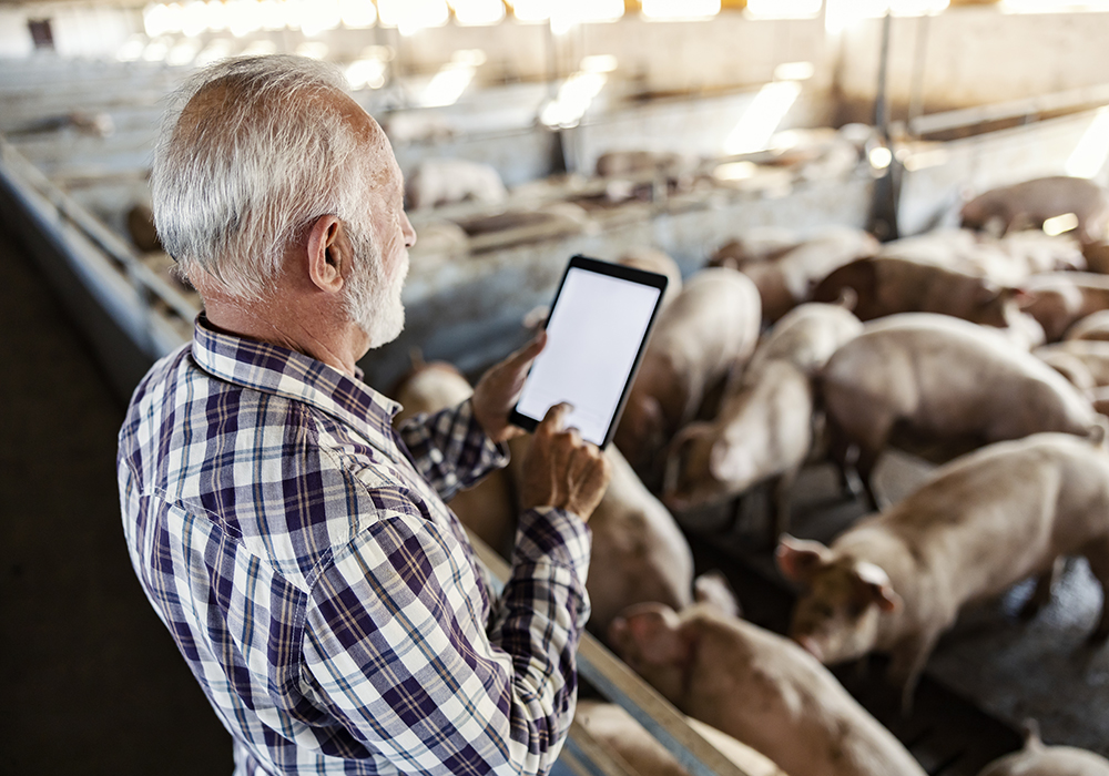 Recently, at the Manitoba Swine Seminar, an industry leader was worrying about what happens when the most important person in the barn is replaced by cameras, software and computer analysis. | Getty Images