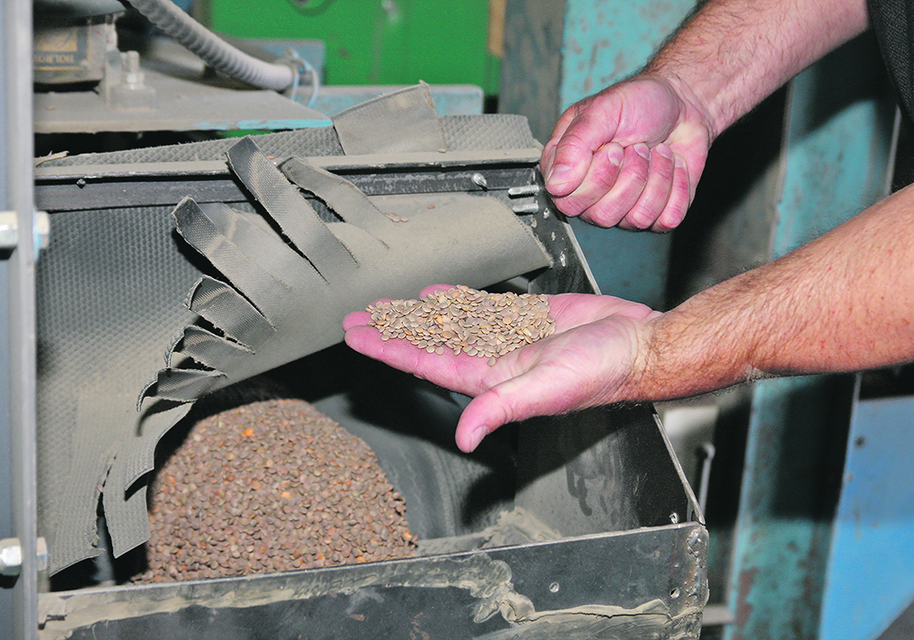 The writers argue that a pulse research agreement between Saskatchewan Pulse Growers and Limagrain that includes variety use agreements threatens the concept of farm-saved seed.  |  File photo