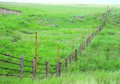 The Grasslands Conservation Initiative proposal comes at a time when producers are converting more grasslands to crop production.  |  File photo