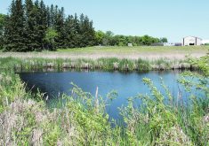 Beaver activity can help preserve wetlands, and experts say research has shown that a wetland is like the tip of an iceberg; the surface is a fraction of the total water storage volume.  |  File photo