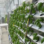 Aerowalls – The project, developed by Aeroroot and funded by BCCAI, uses 90% less water and 70% less fertilizer compared to traditional farming methods to grow basil.