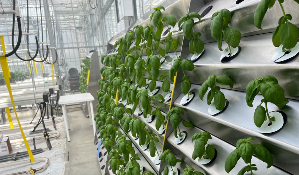 Aerowalls – The project, developed by Aeroroot and funded by BCCAI, uses 90% less water and 70% less fertilizer compared to traditional farming methods to grow basil.