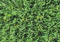 A photo taken during a training session with Volatus Aerospace’s Science Experiential Aerial Research program shows a wheat field from 10 feet up. Inside the yellow brackets, the drone operator can spot signs of grasshopper feeding.  |  Matthew Johnson photo