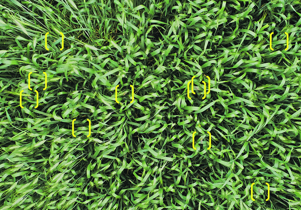A photo taken during a training session with Volatus Aerospace’s Science Experiential Aerial Research program shows a wheat field from 10 feet up. Inside the yellow brackets, the drone operator can spot signs of grasshopper feeding.  |  Matthew Johnson photo