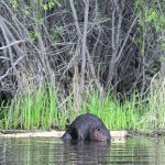 The same behaviours that make beavers so interesting from an ecological lens have also fostered conflict with human neighbours. | File photo