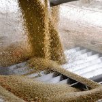 Turkey has announced it is dropping its 19.3 percent import duty on green lentils through June 30 and is also prohibiting export of the commodity. "Right now, I don't think it means much," said David Nyznyk, a broker with Agri-Food Central Ltd. in Winnipeg. | File photo