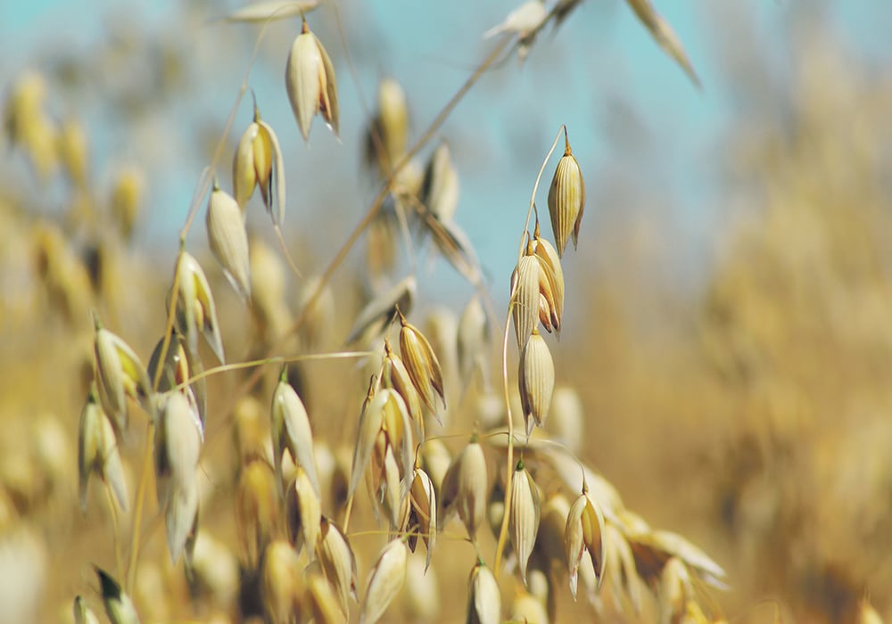 The amount of chlormequat found in urine and oat foods may be very low, but public perception is reality when it comes to pesticides. | File photo