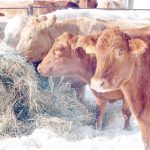 For the last few years the government temporarily increased the interest-free amounts to reflect challenging conditions including high interest rates. In 2023, farmers were eligible to receive up to $350,000 interest-free; the maximum total advance available is $1 million. Now, however, Ottawa will pay the interest on only $100,000, as it typically did. | File photo